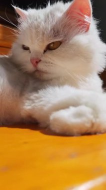 Huzurlu beyaz İran kedisi, güneş ışığında uyukluyor, tahtadan yüzeyde rahatça dinleniyor, gözleri yavaşça kapalı, saf kedi sükunetini somutlaştırıyor.