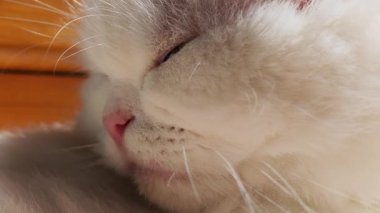Beyaz İran kedisi huzur içinde uyuyor, yumuşak kürklü ve pembe burunlu, saf sükunet ve uysallığı somutlaştırıyor.