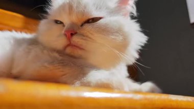 Beyaz Pers kedisi titizlikle ahşap merdivenlerde dinleniyor ve dinleniyor. Yumuşak güneş ışığında banyo yapıyor. Huzurlu evcil anın tadını çıkarıyor.