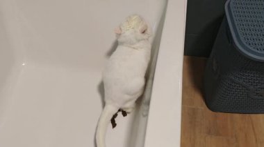 Beyaz tüylü kedi, eğlenceli anların tadını çıkarıyor, seramik küvetin içine dalıyor, ilginç ve neşeli hayvan davranışları sergiliyor.