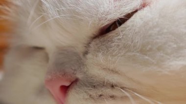 Beyaz İran kedisi suratı. Çerçeveyi dolduruyor. Yumuşak kürk güneş ışığını yakalıyor.