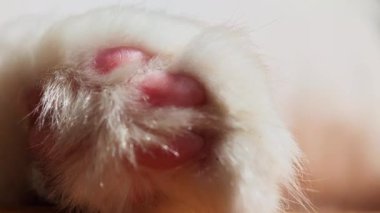 Beyaz İran kedisi huzur içinde dinleniyor, gözleri kapalı rahatça uzanıyor, yumuşak, tüylü kürkünün içinde huzurlu bir rahatlama anı sergiliyor.