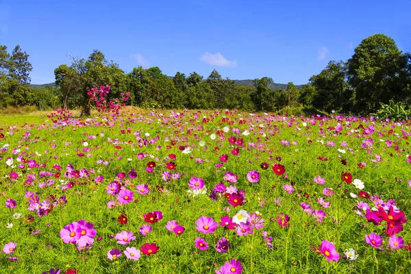 Field Cosmos Flower Beautiful Sunshine Sky Background Loei Province Thailand — Stock Photo, Image