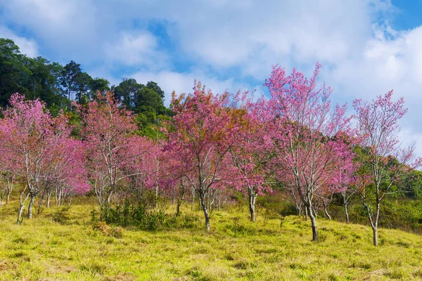 Flor Cerezo Sakural Con Prado Bosque Phu Lom Provincia Loi —  Fotos de Stock