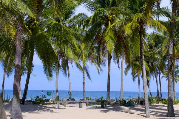 Beach Ban Krut Beach ve Hindistan cevizi pastoral Prachuap Khirikhun il, Tayland, Thailand, seyahat için ünlü