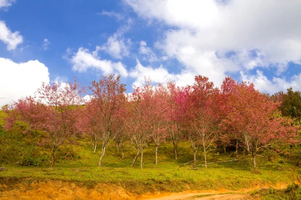 Flor de cerejeira ou Sakural bonito com nuvem branca — Fotografia de Stock