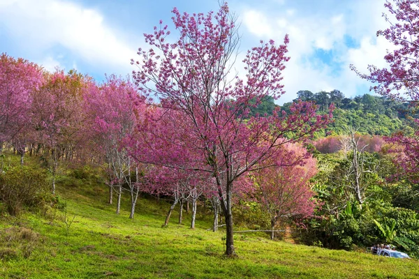 Flor de cerejeira ou Sakural com campo verde — Fotografia de Stock