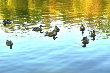 Ördekler gölette yüzer. Ağaçlar suya yansıdı. Sonbahar.                                