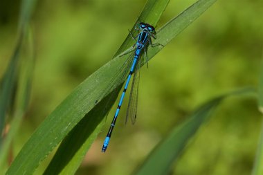 Azuze bir yaprak üzerinde dinlenme kızböcekleri, Coenagrion puella,. 