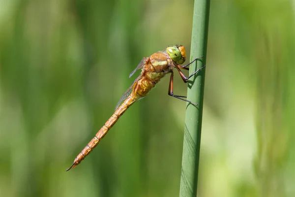 Norfolk Hawker Även Känd Som Green Eyed Hawker Vilar Solskenet — Stockfoto