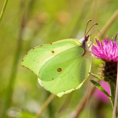 Brimstone bir thistle besleme kelebek, Gonepteryx rhamni,. 