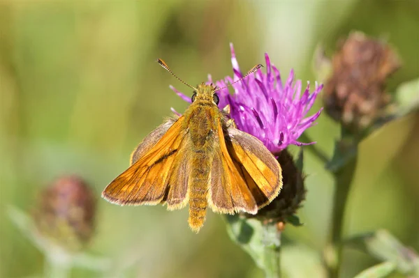 Large Skipper Butterfly Ochlodes Sylvanus Feeding Thistle Summer Sunshine — стоковое фото