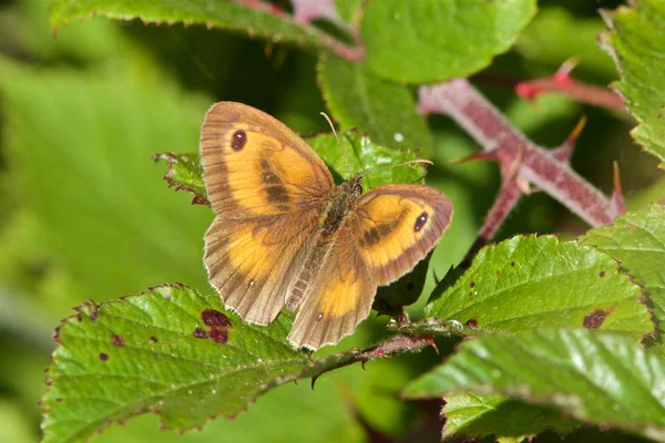 Una Mariposa Guardiana Pyronia Tithonus Bajo Sol Del Verano — Foto de Stock