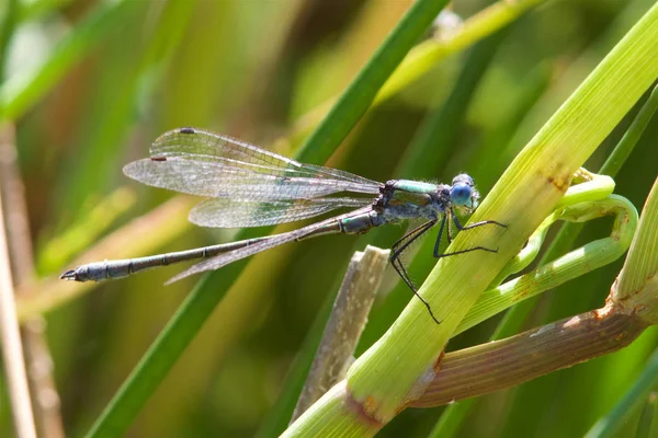 Knappa Emerald Flickslända Kraftig Smaragdflickslända Sommarsolen — Stockfoto