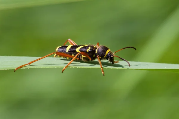 A Wasp Beetle on a reed leaf in the spring sunshine.