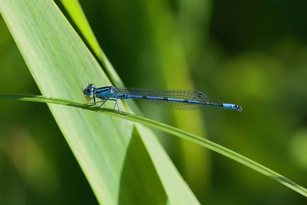 Azure Damselfly Comiendo Presa Una Hoja Caña — Foto de Stock