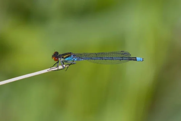 Pirosszemű Damselfly Tavaszi Napsütésben — Stock Fotó