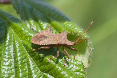Dock Bug, Coreus marginatus, sabah güneşte bir yaprak üzerinde.