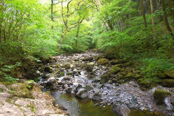 Kuzey Yorkshire Dales'de ormanlık bir vadiden geçen bir nehir..