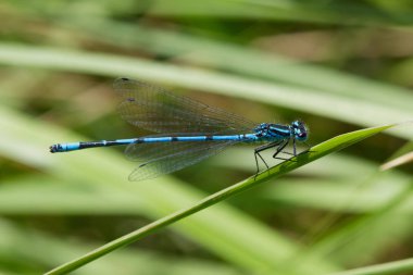 Azure Damselfly bir Reed kök üzerinde yeme.