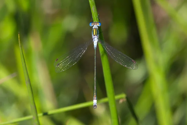 Una Damselfly Esmeralda Lestes Sponsa Sol Verano — Foto de Stock