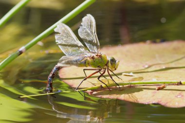 Dişi imparator Dragonfly, Anax imperator, nilüfer yaprağında yumurtluyor..