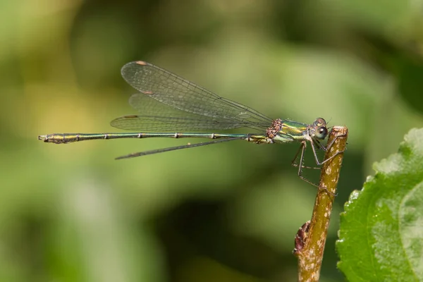 Willow Emerald Damselfly Chalcolestes Viridis Odpočívá Pozdním Letním Slunci — Stock fotografie