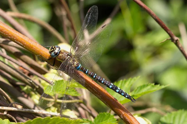 Hawker Migrante Sexo Masculino Aeshna Mixta Descansando Tronco Planta — Fotografia de Stock