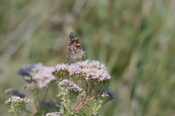 Schmetterlingsdame Vanessa Cardui Die Sich Von Einer Blume Ernährt — Stockfoto