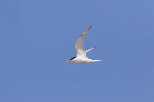 Malý Rybák Sternulové Albifrony Letící Proti Modré Obloze — Stock fotografie