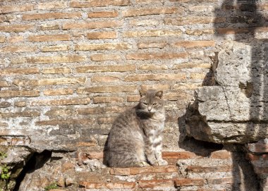 Roma'da Largo Argentina tapınaklarda Roma kalıntıları.