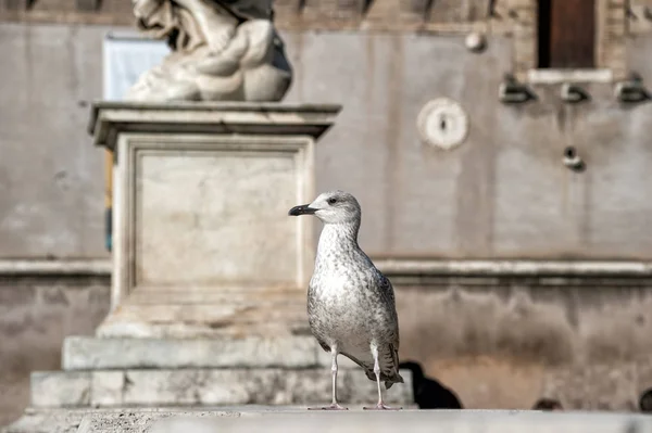Mewy Zabytki Rzymie — Zdjęcie stockowe