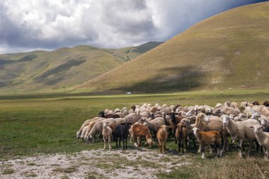 castelluccio di norcia ovasında koyun transhumance, umbria, İtalya