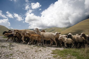 castelluccio di norcia ovasında koyun transhumance, umbria, İtalya