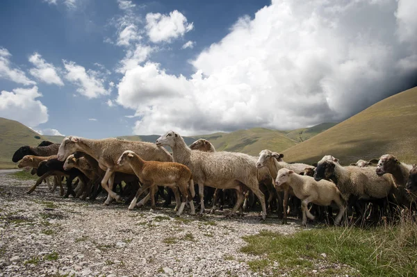 Sheep Transhumance Plain Castelluccio Norcia Umbria Italy — Stock Photo, Image