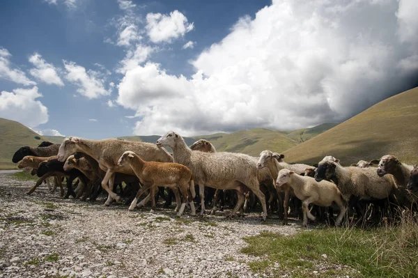 Transhumance Des Moutons Dans Plaine Castelluccio Norcia Ombrie Italie Photo De Stock