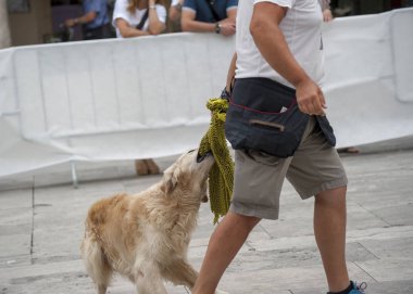 bir açık hava etkinliğinde köpek eğitmeni.