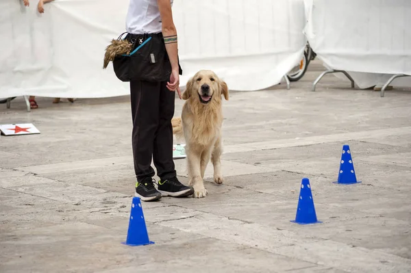 dog instructor at an outdoor event.
