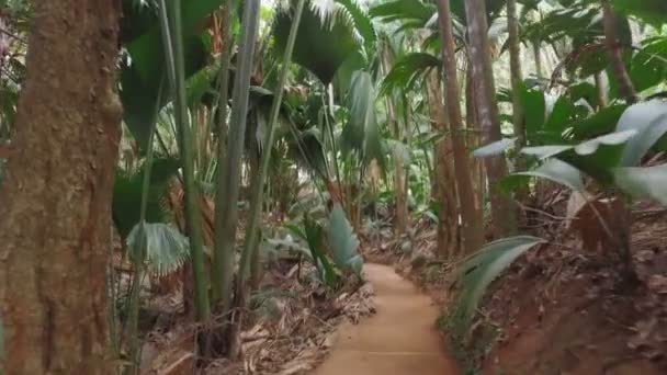 Chůze přes národní Park Vallée de Mai, ostrov Praslin, Seychely 1 — Stock video
