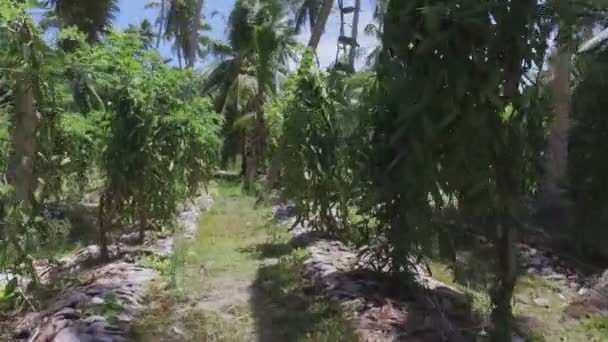 Caminhando através de plantas de baunilha, La Digue Island, Seychelles — Vídeo de Stock