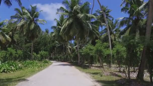 Palmeiras e plantas de baunilha na ilha exótica, La Digue, Seychelles — Vídeo de Stock