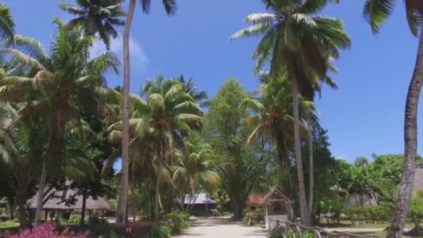 Caminando Través Palmeras Isla Exótica Digue Seychelles — Vídeo de stock