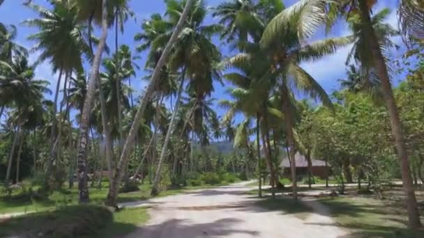 Gå genom palmer på Exotic Island, La Digue, Seychellerna 2 — Stockvideo