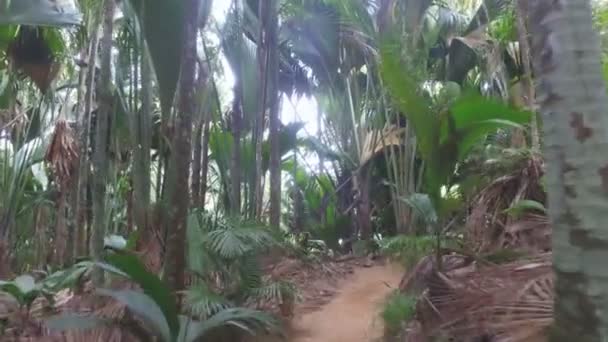 Yürüyüş Yoluyla Vallee Mai Doğa Rezervatı Praslin Adası Seyşel Adaları — Stok video