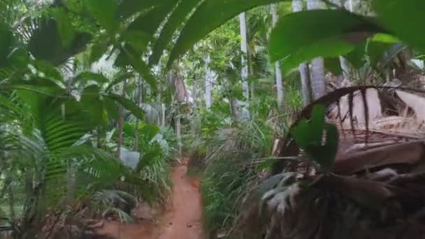 Promenader Genom Vallée Mai Naturreservat Praslin Seychellerna — Stockvideo