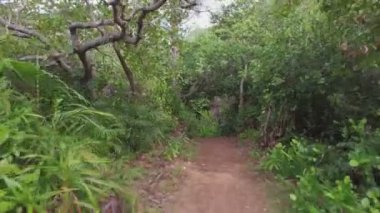 Orman, Mahe Adası, Seyşeller 2 yürüyüş