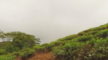 Çay bitkisinin çay fabrikası, Sans Souci, Seyşel Adaları