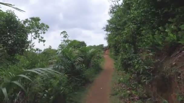 Walking Forest Mahe Island Seychelles — Stock Video