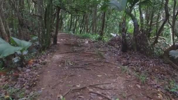 Promenader genom skogen, Mahe Island, Seychellerna — Stockvideo