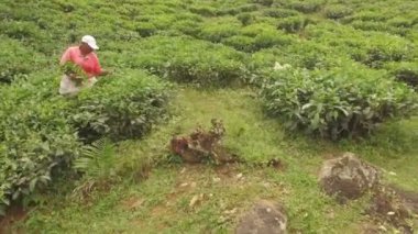 Çay fabrikası üzerinde Afrika kadın toplama çay yaprakları, Sans Souci, Seyşeller